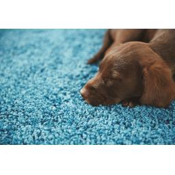 My Rug Teal L5.jpg